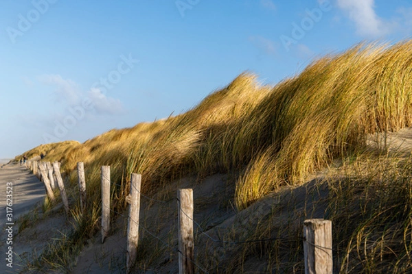 Fototapeta Grasses in de dunes on the sand and beach coast of Hoek van Holland, the Netherlands.