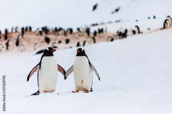Fototapeta Pair of gentoo penguins in wild nature, near snow and ice in the mountains. In front of colony of multiple penguins. Bird behavior wildlife scene from nature in Antarctica.