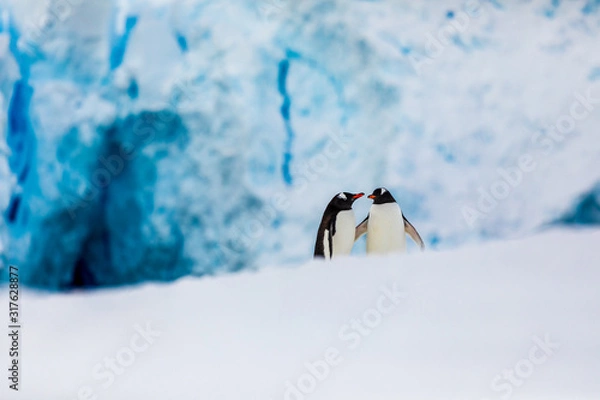 Fototapeta Gentoo penguin couple cuddling, courting, walking in wild nature, near snow and ice caves. Pair of two penguins as friends or in love. Bird behavior wildlife scene from nature in Antarctica.
