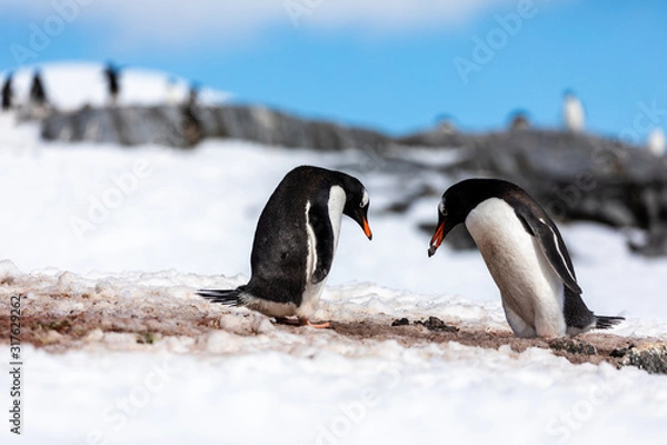 Fototapeta Gentoo penguin couple courting and mating in wild nature, near snow and ice. Pair of penguin giving rock pebble to other penguin. Bird behavior wildlife scene from nature in Antarctica.
