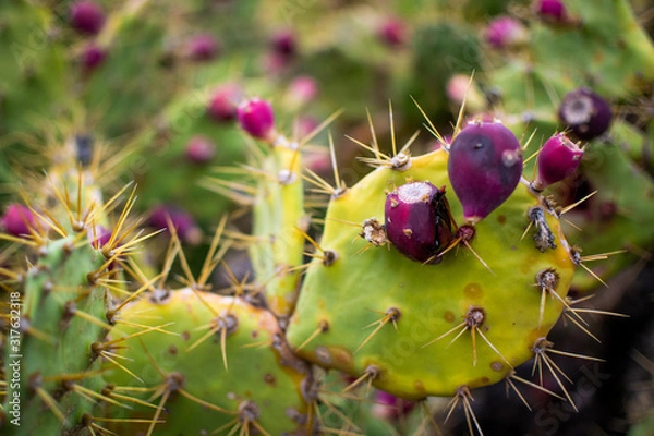 Obraz Purple Flower Cactus