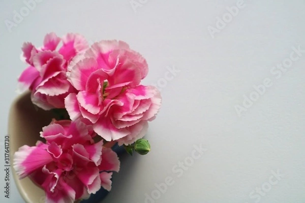 Obraz 花　カーネーション　ピンク　屋内