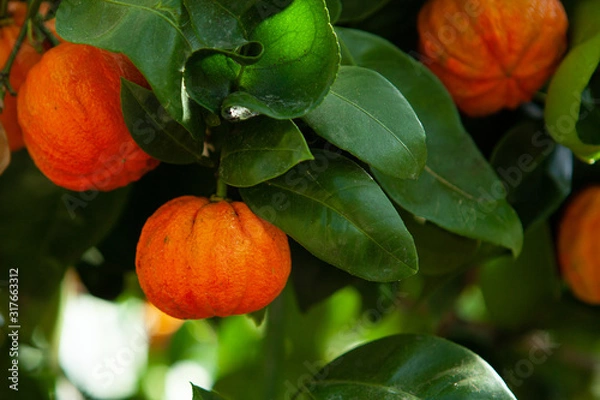 Obraz Orange corrugated tree with fruit ,citrus aurantium corrugato