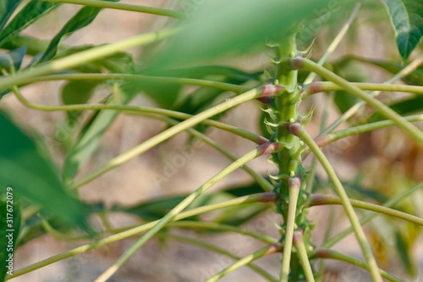 Obraz dragonfly on leaf