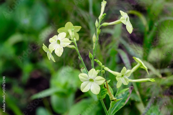 Fototapeta Many delicate white flowers of Nicotiana alata plant, commonly known as  jasmine tobacco, sweet tobacco,  winged tobacco, tanbaku or Persian tobacco, in a garden in a sunny summer day