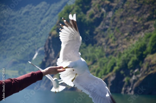 Fototapeta 餌をついばむカモメ5