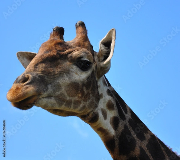 Fototapeta giraffe on the background of sky and trees, stands in the corral, close-up