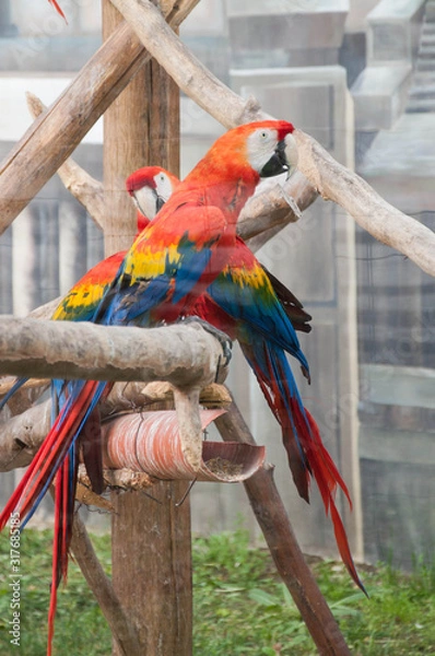 Fototapeta Red macaw parrots sitting on a branch in a cage, animal protection
