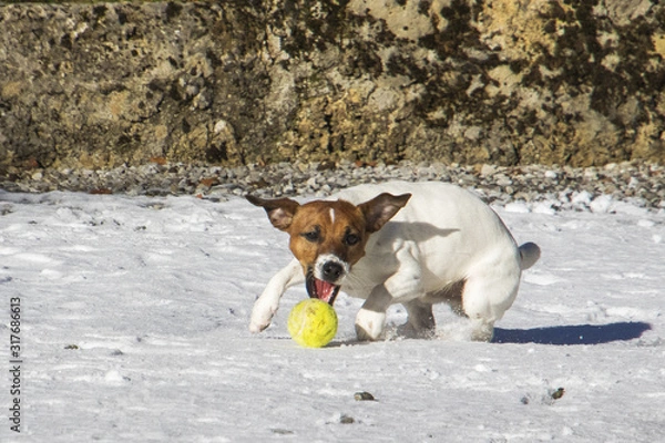 Obraz Cane che gioca