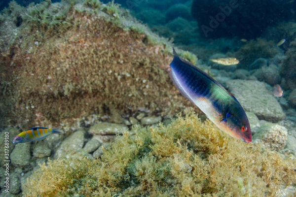 Obraz Ornate wrasse-Girelle paon (Thalassoma pavo) Pico Island, Azores Archipelago.