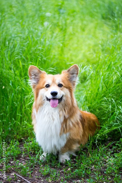 Fototapeta corgi fluffy portrait