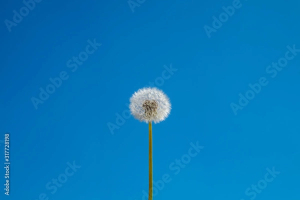Fototapeta dandelion on a background of blue sky. The flower is clearly centered in the frame.