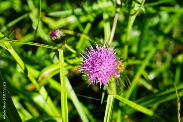 Fototapeta 高山植物