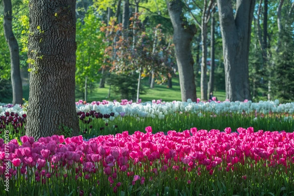 Obraz tulip garden