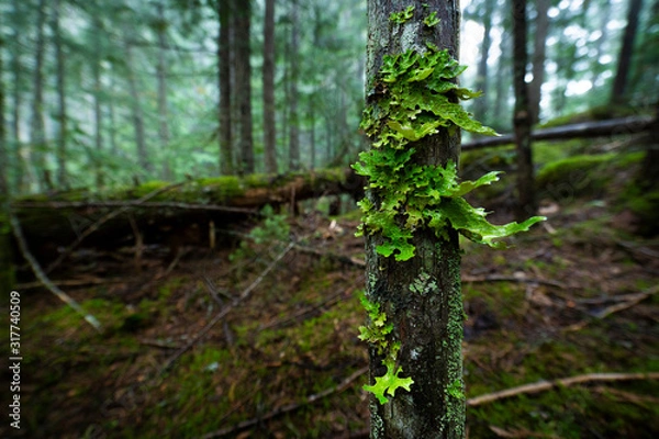 Fototapeta old forest