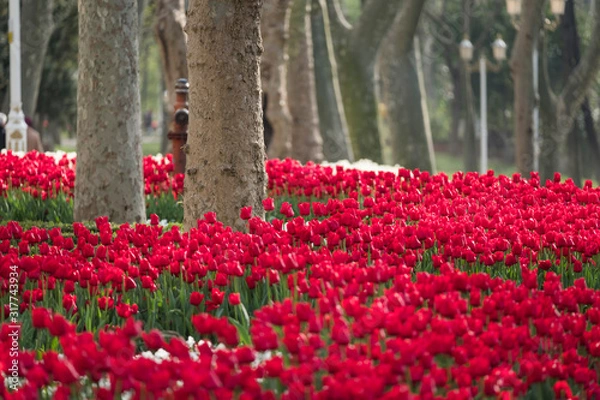 Obraz tulip garden