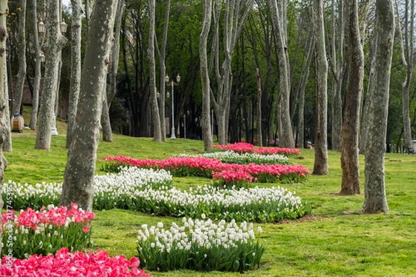 Obraz ogród tulipanów