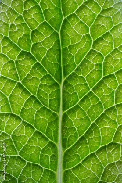Obraz feuille en gros plans , nervures , texture