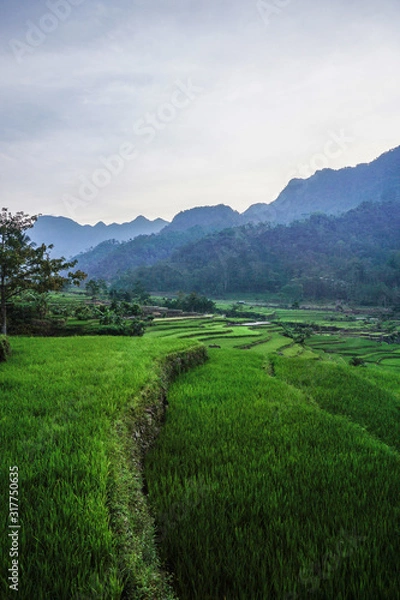 Obraz rice terrace