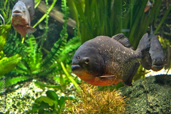 Obraz red piranha fish pygocentrus nattereri