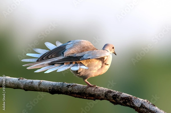 Fototapeta Eurasian collared dove sitting on a tree branch doing yoga