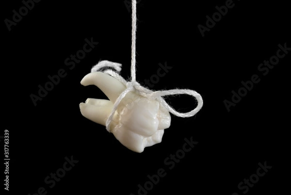 Fototapeta Real human wisdom tooth hanging on thread isolated on black background