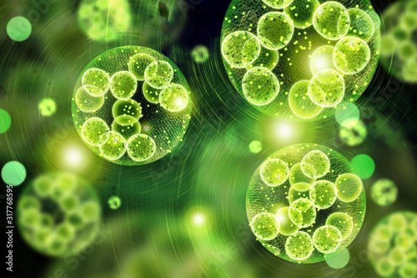 Fototapeta Green Algae Cells 3D Illustration