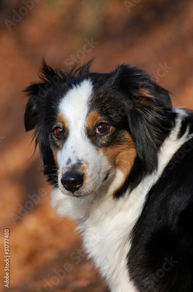 Obraz Australian Shepherd
