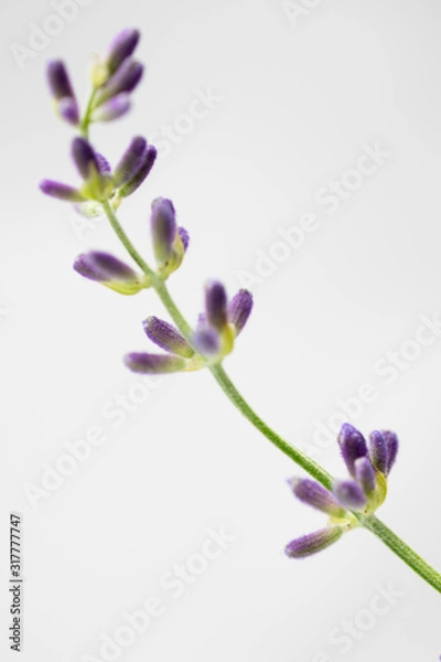 Obraz English Lavender Macro