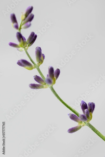 Obraz English Lavender Macro