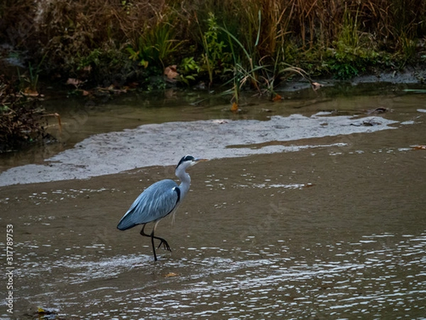 Obraz Gray Heron or airon,