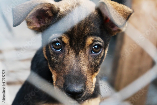 Fototapeta Puppy locked in the cage looking with hope