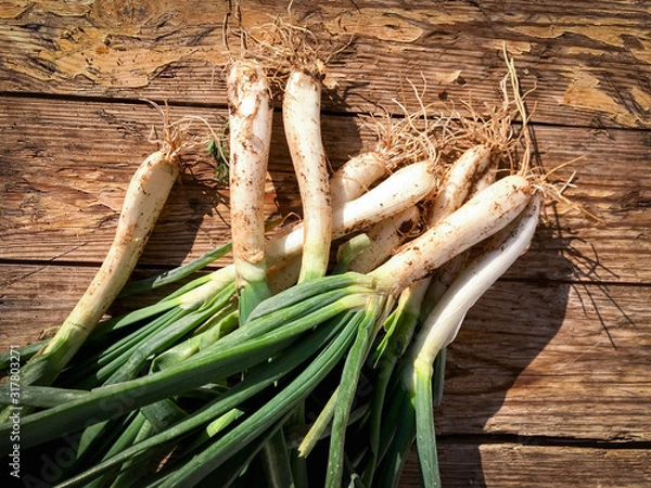 Obraz Freshly harvested spring onions from the farm