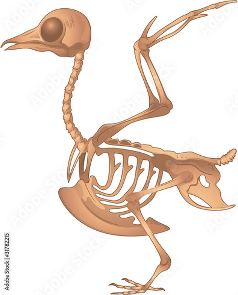 Fototapeta skeletal system of bird