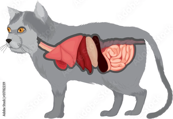Fototapeta internal organs of a cat