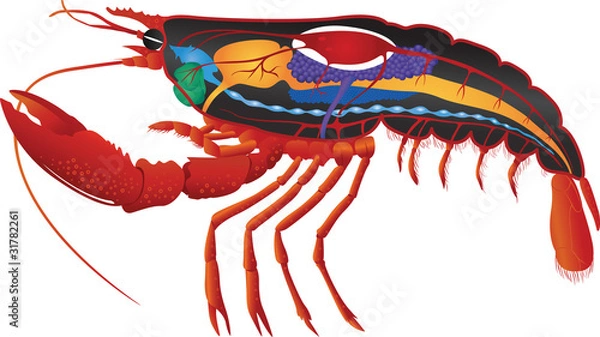 Fototapeta internal organs of a lobster