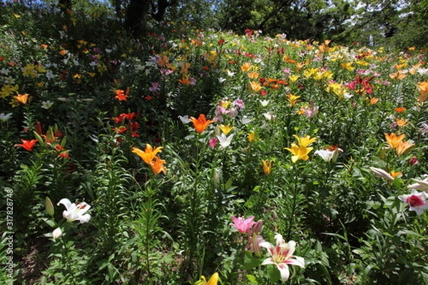 Fototapeta 丘に咲く百合