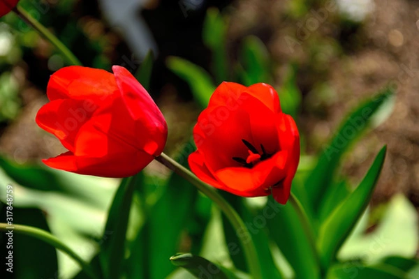 Fototapeta 陽の光に輝いている赤い花、チューリップ