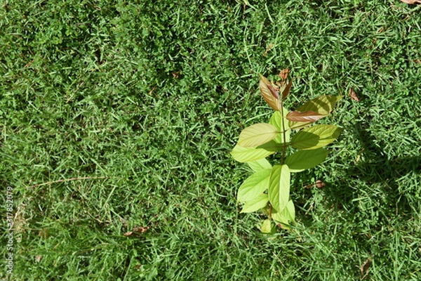 Fototapeta small green tree on grass