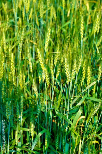 Fototapeta Green wheat farm in India