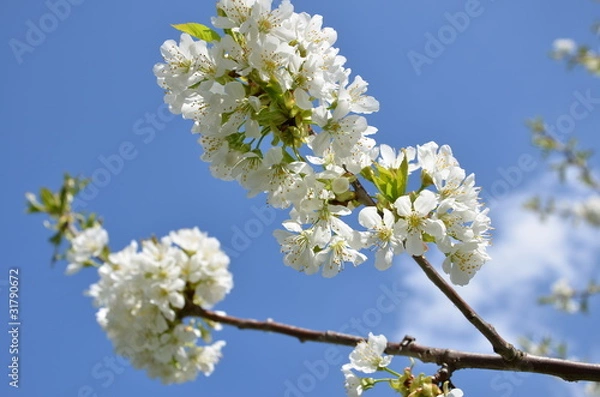Fototapeta Cherry Tree in Bloom