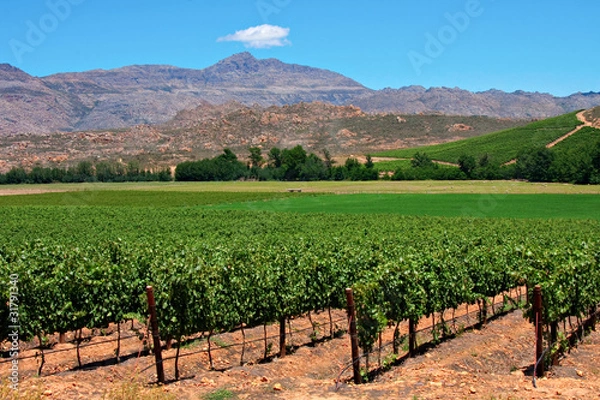 Obraz vineyard