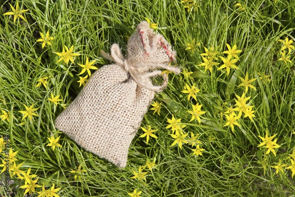Fototapeta a small canvas bag on the background of a blossoming Gagea