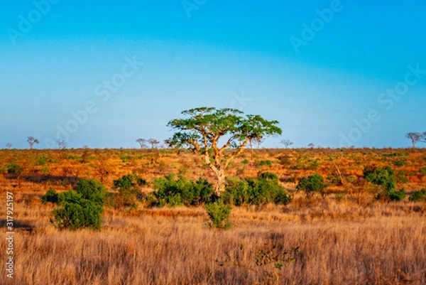 Obraz landscape with tree and blue sky