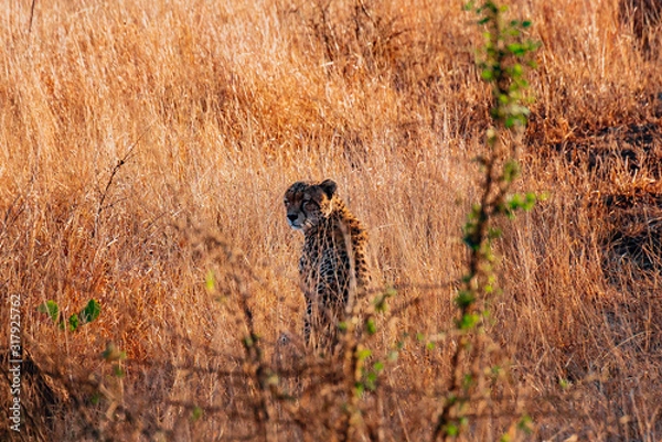 Obraz cheetah in forest