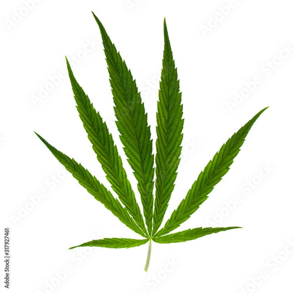 Obraz Green leaf marijuana isolated on white. Herb object