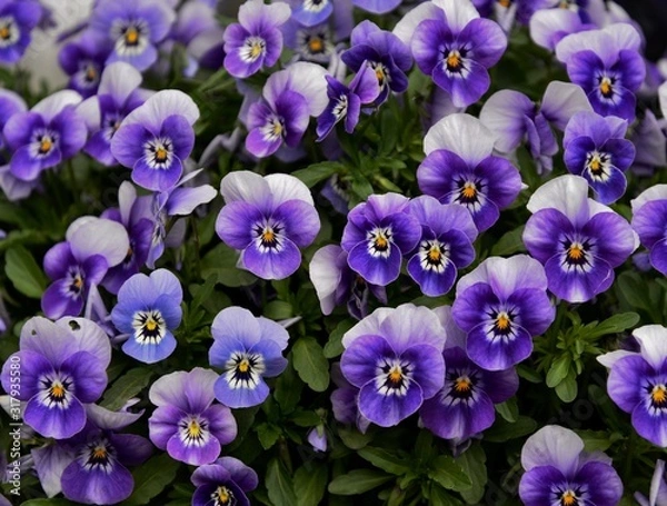 Obraz violet purple pansies