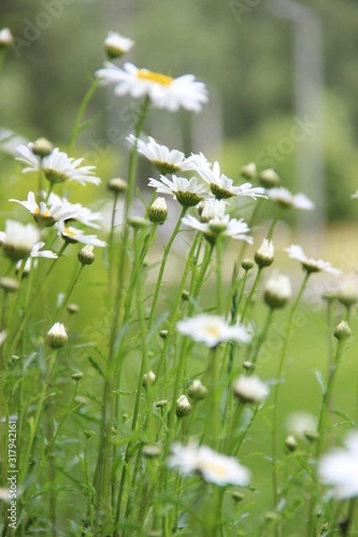 Obraz Field of chamomile, camomile, daisy flowers
