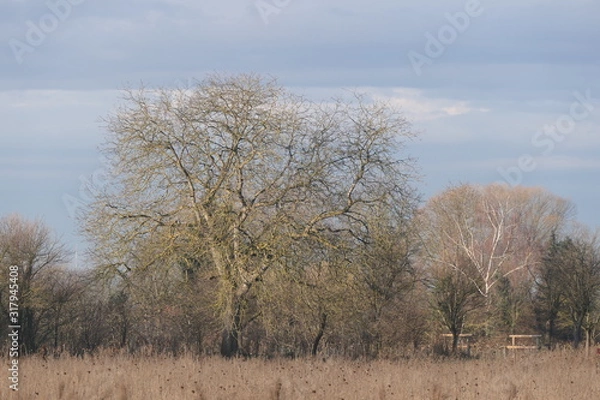 Fototapeta walnut tree in the field