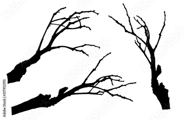 Fototapeta Bare branches of rowan tree silhouette. Vector illustration